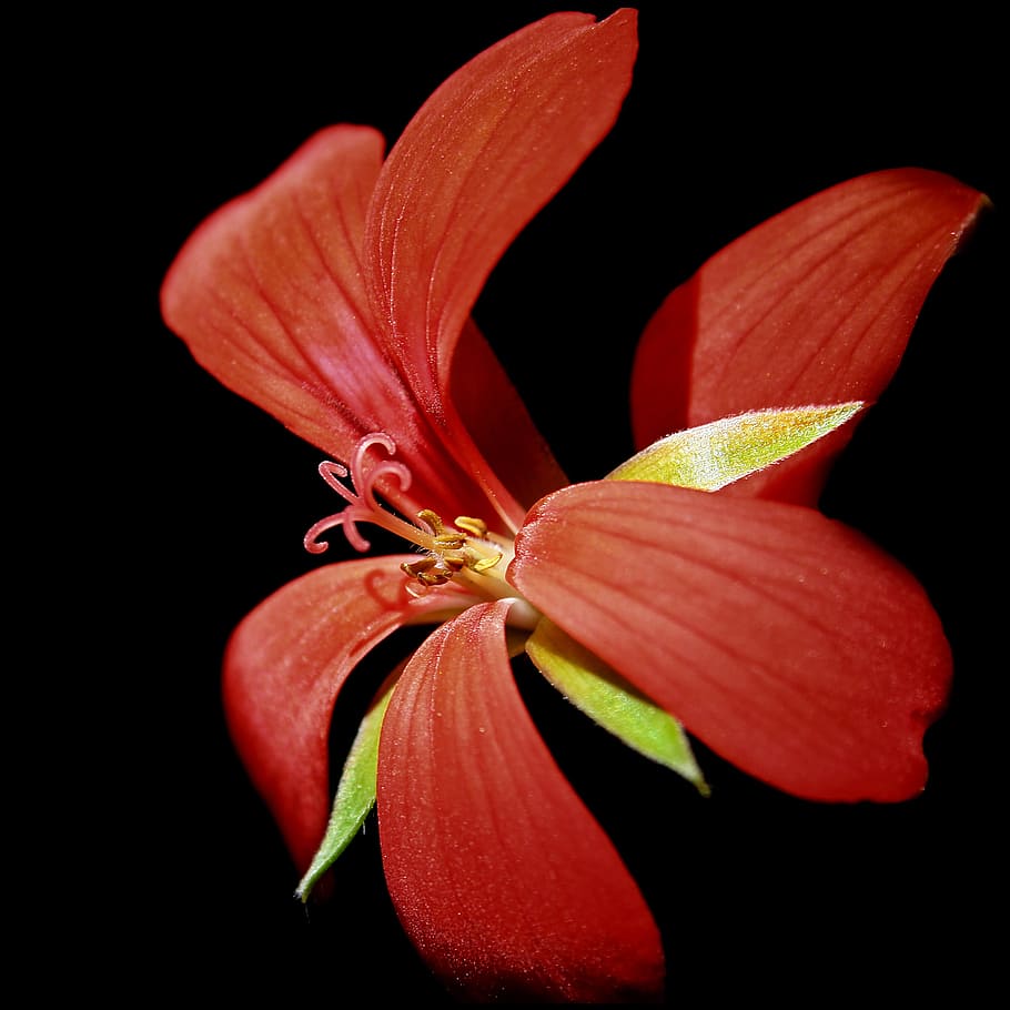 geranium, blossom, bloom, red, close, plant, pelargonium grandiflorum HD wallpaper
