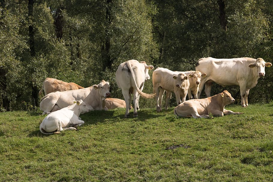 farm, cattle, beef, biesbosch, domestic, domestic animals, group of animals HD wallpaper