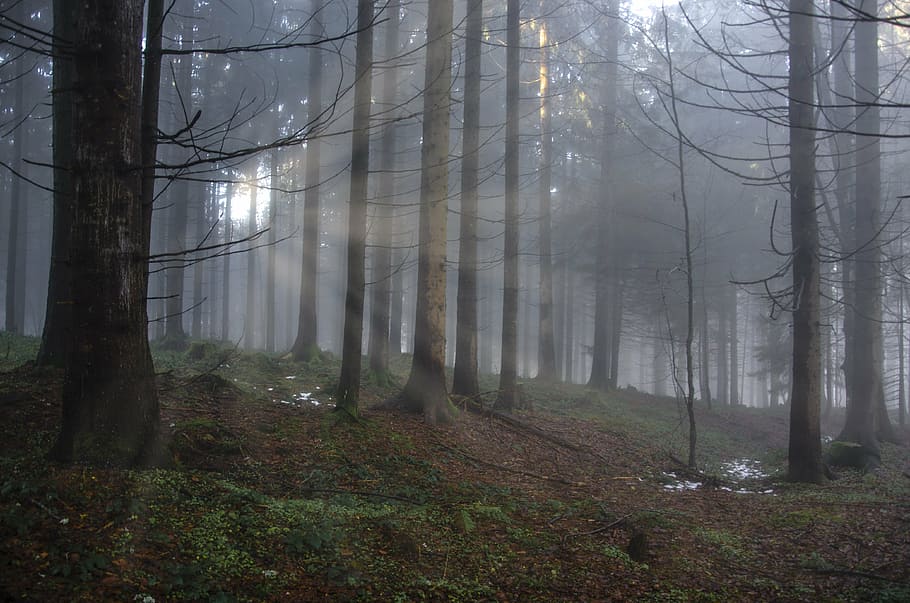 landscape photography of forest at daytime, light, light beam HD wallpaper