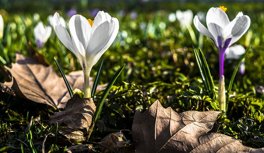 crocus, spring, flower, nature, garden, spring crocus, purple HD wallpaper
