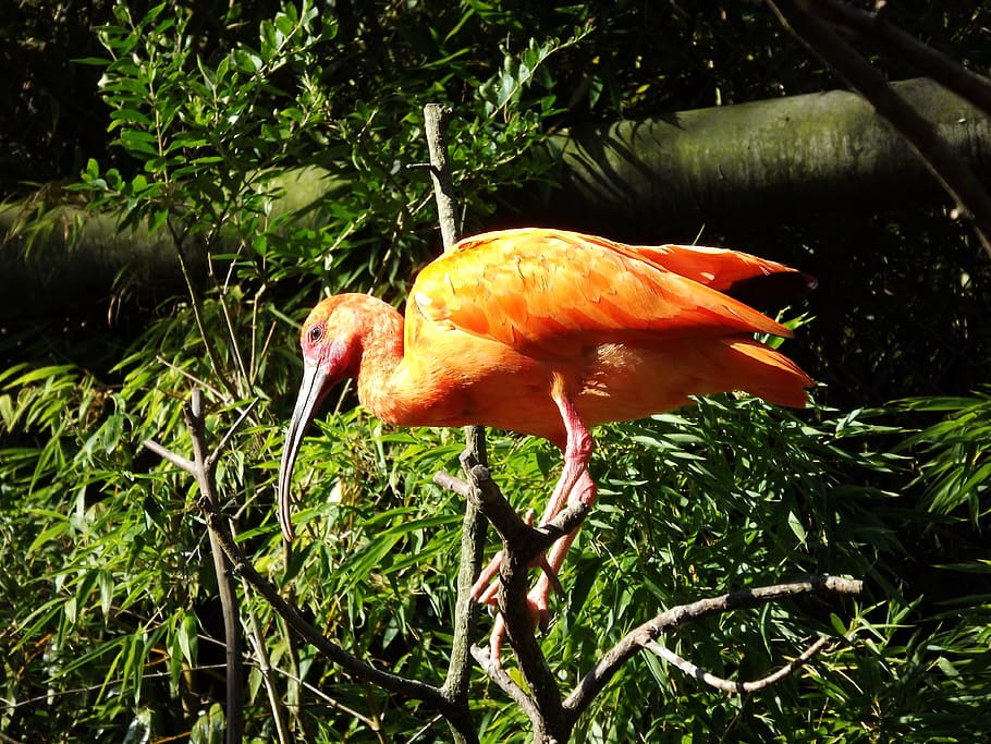 birds, orange, feathers, exotic, nature, beak, park, animals HD wallpaper