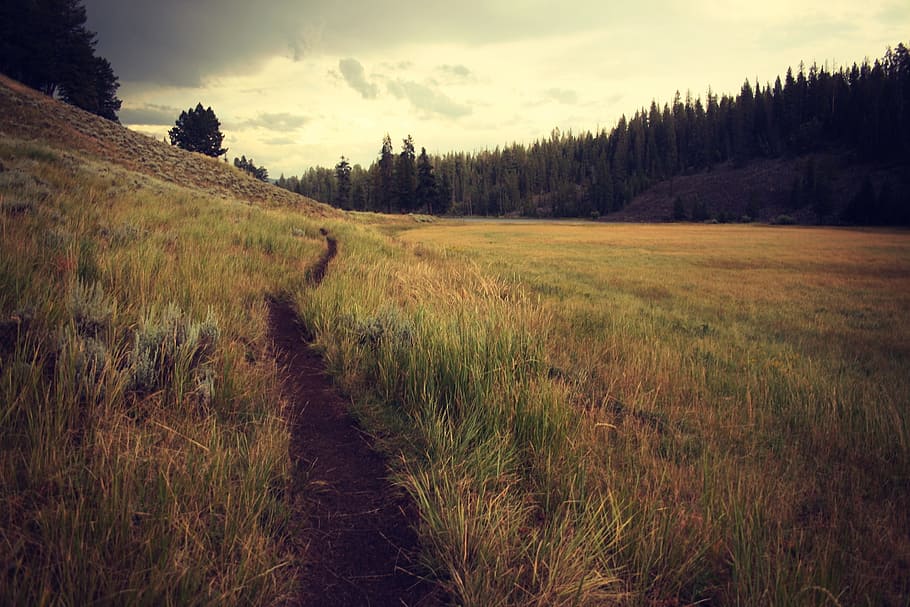 green and brown grass field under cloudy sky, trees, forest HD wallpaper