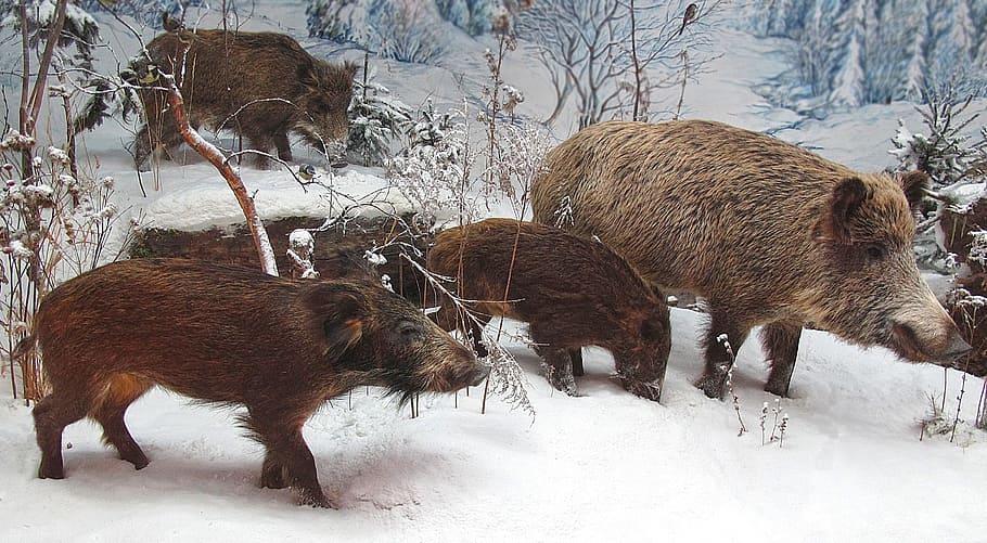 wild boars, rotte, winter, snow, group, mammals, cold, animal HD wallpaper