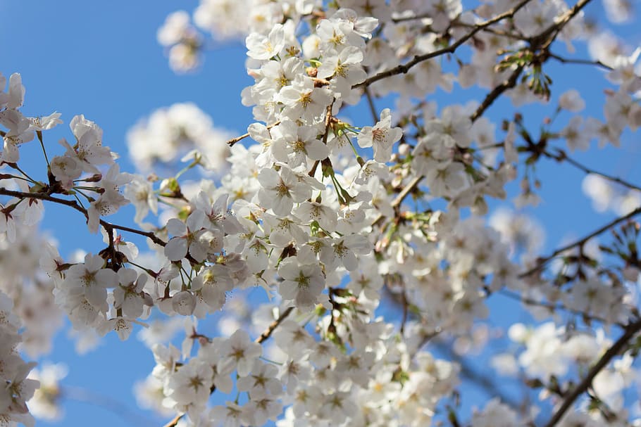 cherry tree, spring, japan, plant, blossom, growth, springtime HD wallpaper