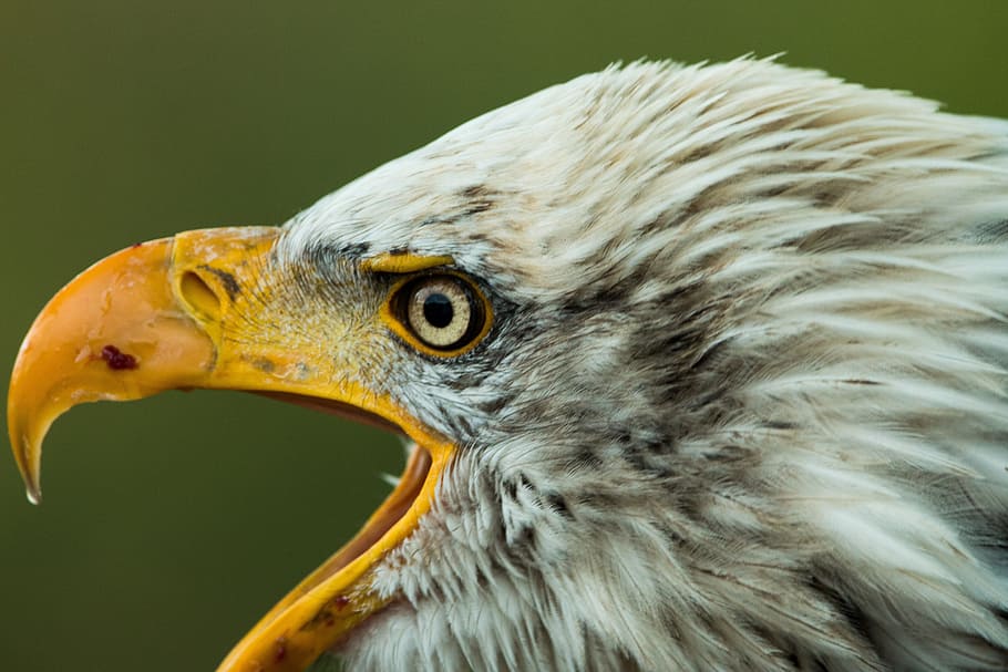 Bald Eagle, Haliaeetus Leucocephalus, adler, raptor, bird of prey, HD wallpaper