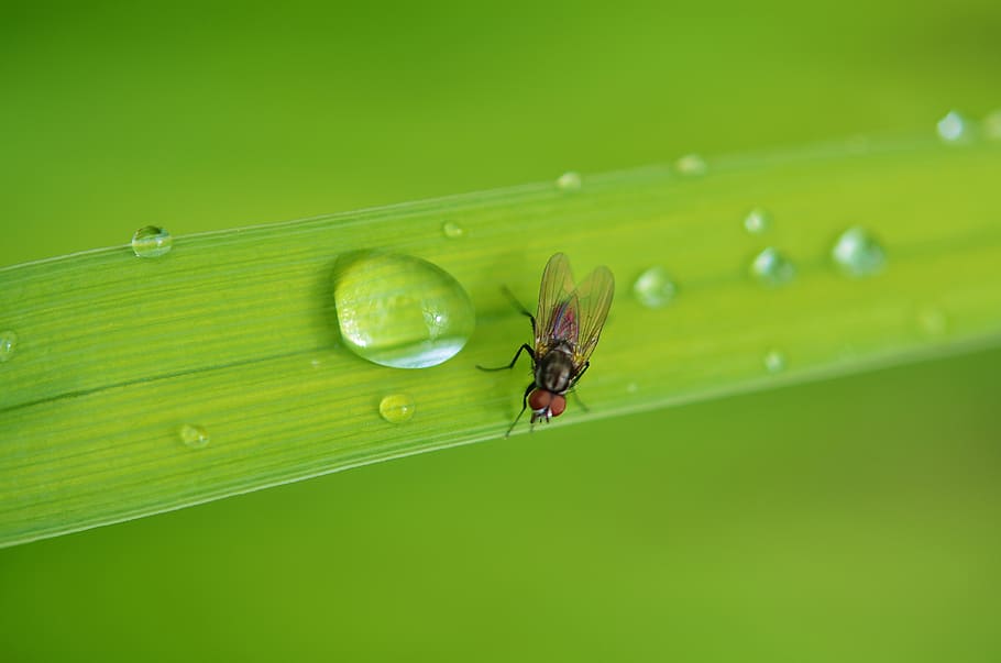 insect, animal, bug, fly, wildlife, summer, macro, wing, nature HD wallpaper