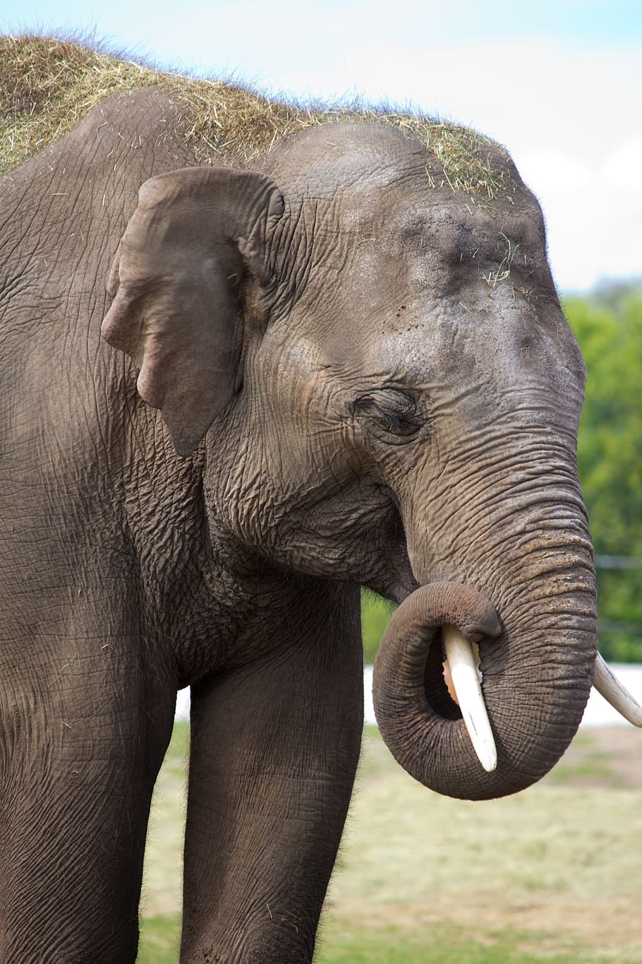 elephant, large, grey, trunk, animal, big five, animal themes HD wallpaper