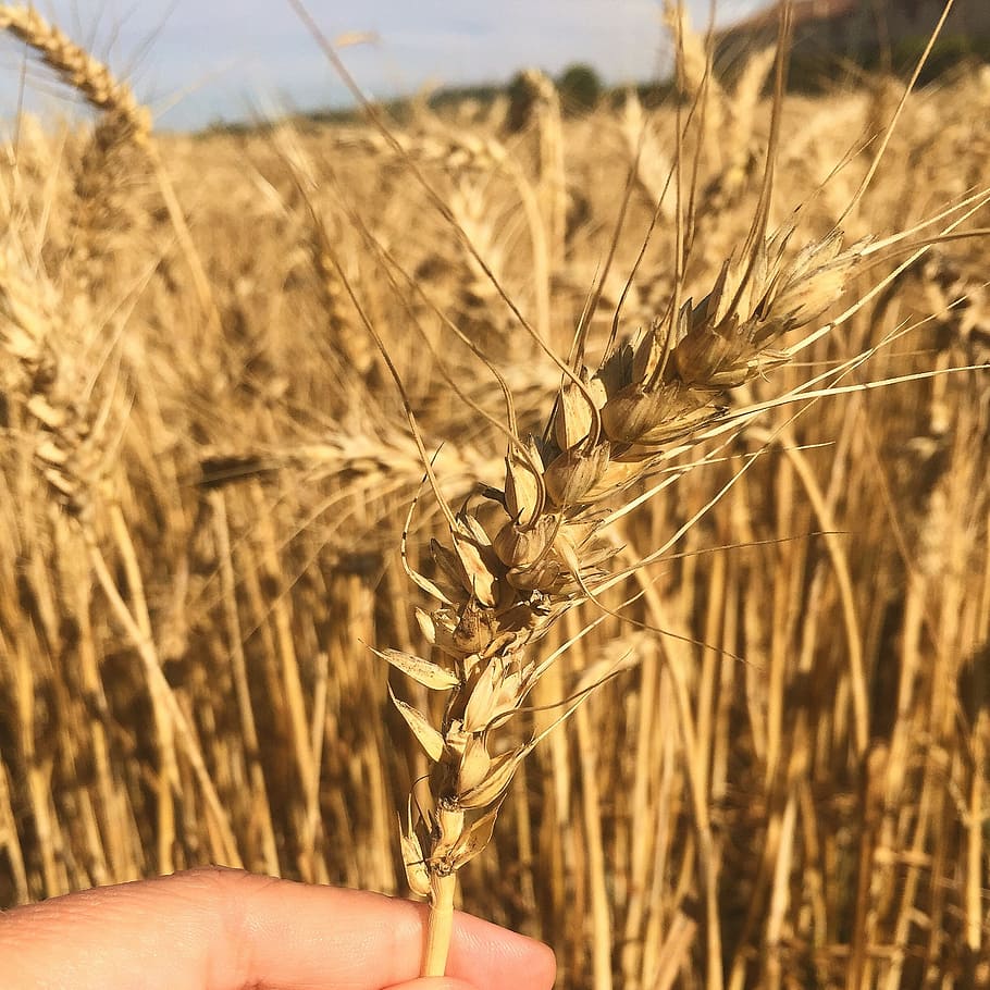 wheat, field, summer, agriculture, nature, rural Scene, crop HD wallpaper