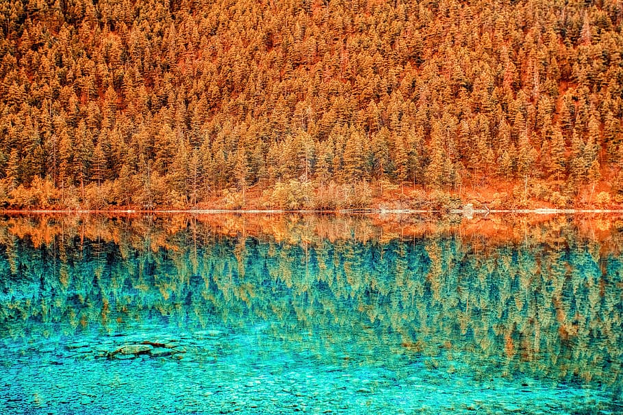 landscape photography of reflection of brown trees in body of water, panoramic photography of pine tree HD wallpaper