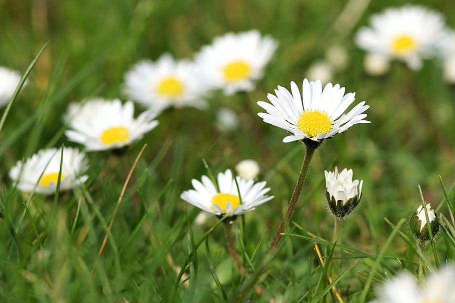 daisy, meadow, flower, blossom, bloom, flower meadow, grass HD wallpaper