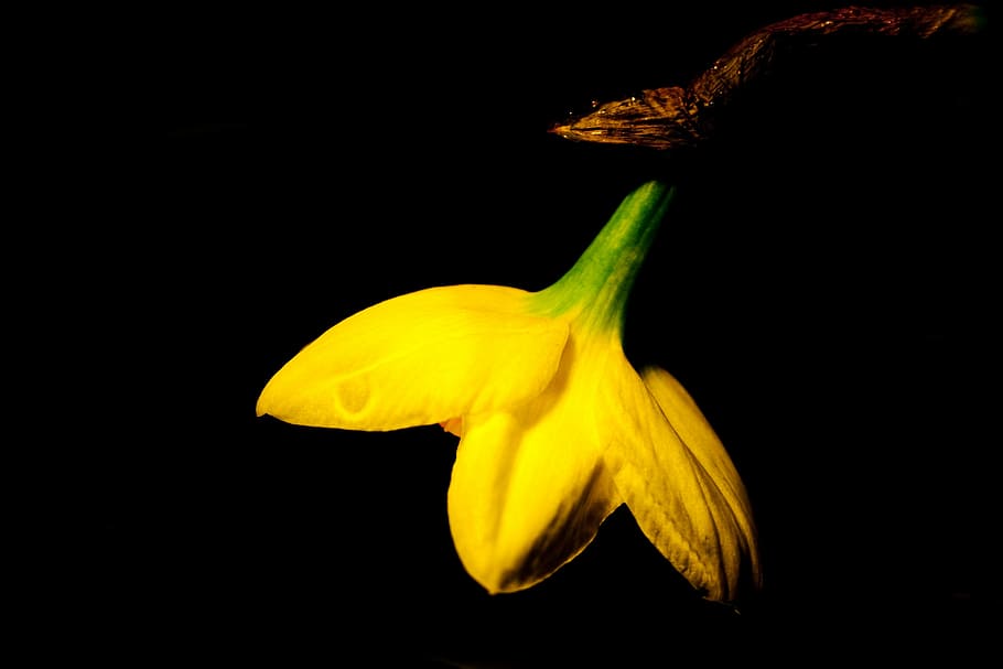 Flower, Yellow, Daffodil, Easter, yellow flower, plant, close HD wallpaper