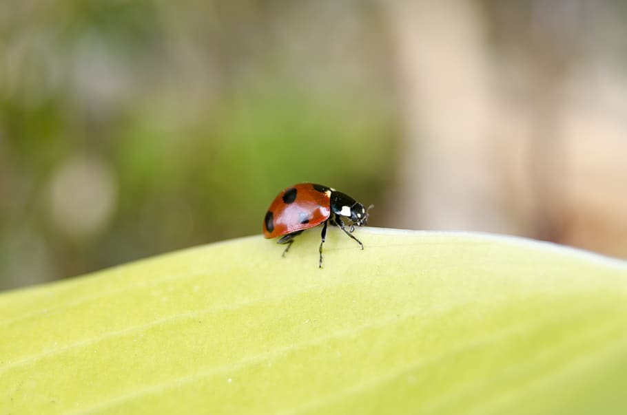ladybug, insects, nature, macro, makro, invertebrate, animal wildlife HD wallpaper