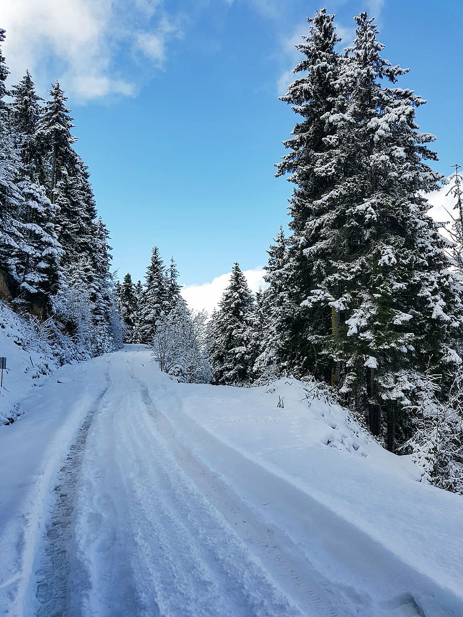 snow, forest, nature, winter, cold temperature, tree, plant HD wallpaper