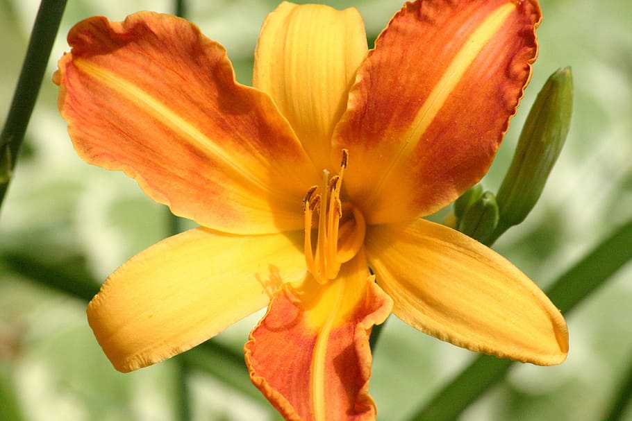 tiger lily, flower, orange, yellow, macro pestle, petal, natural, HD wallpaper