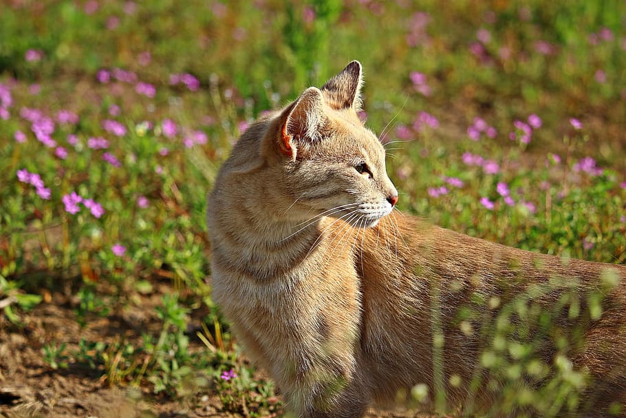 close-up photo of cat standing near pink petaled flowers, Tiger Cat HD wallpaper