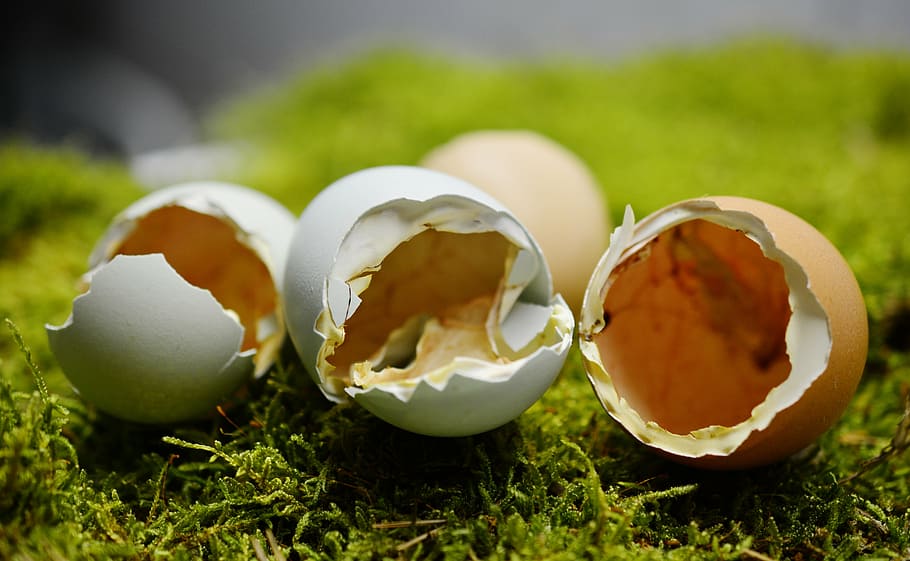 eggshell, hatched, broken up, chickens, open, country life HD wallpaper