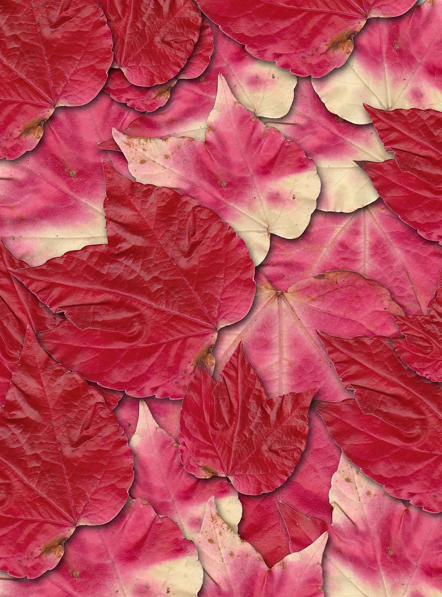 red leaf, fall colors, autumn leaf, full frame, plant part HD wallpaper
