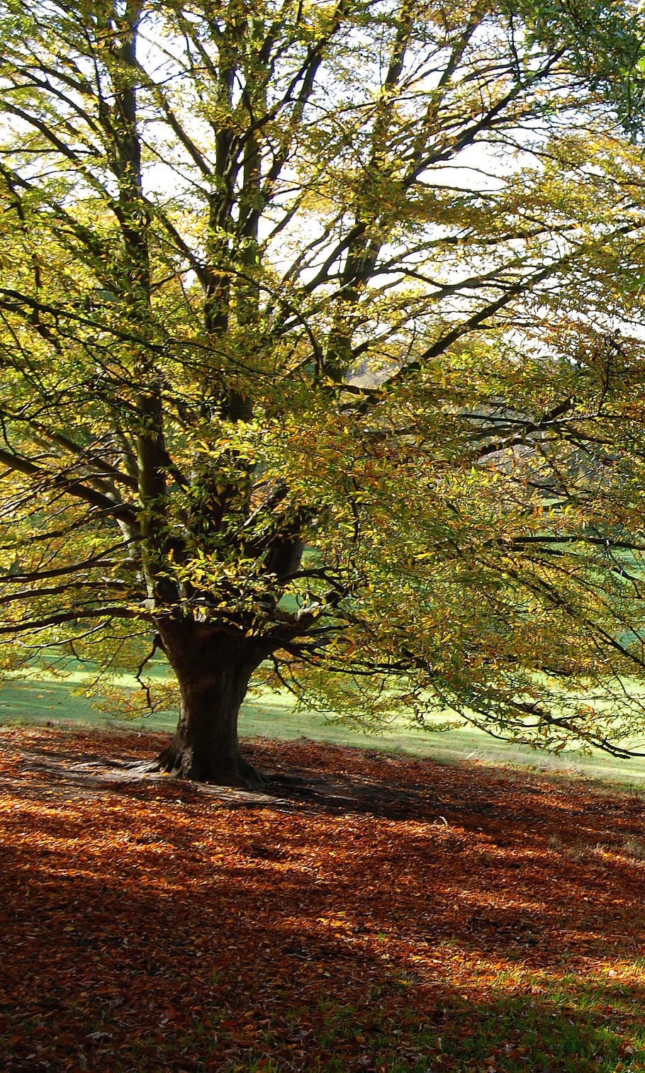 tree, autumn, fall, foliage, color, brown, outdoors, plant HD wallpaper