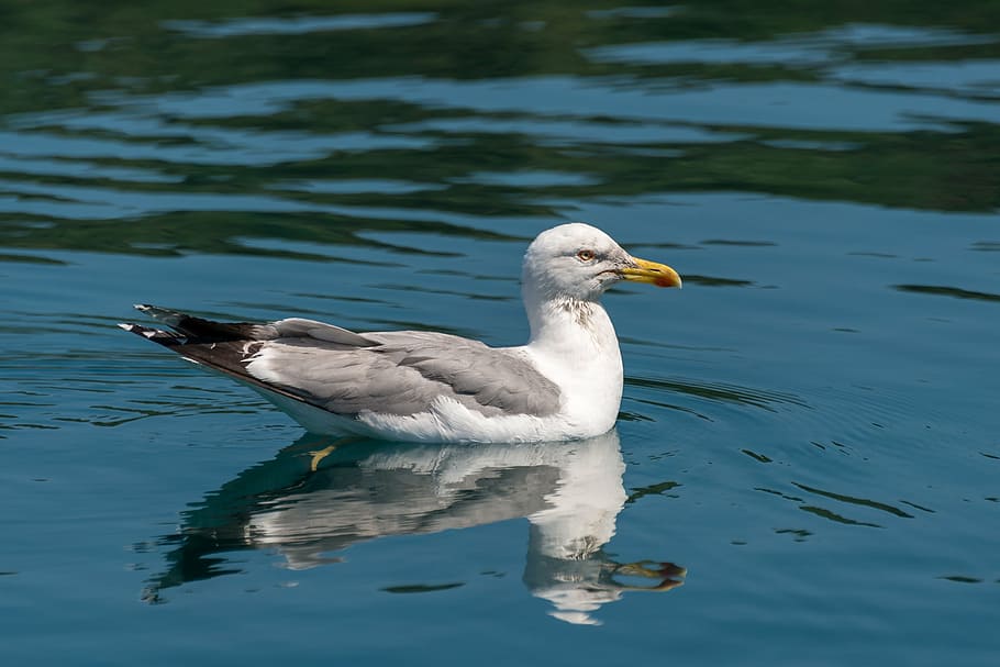 seagull, bird, nature, water, vertebrate, animal themes, animal wildlife HD wallpaper