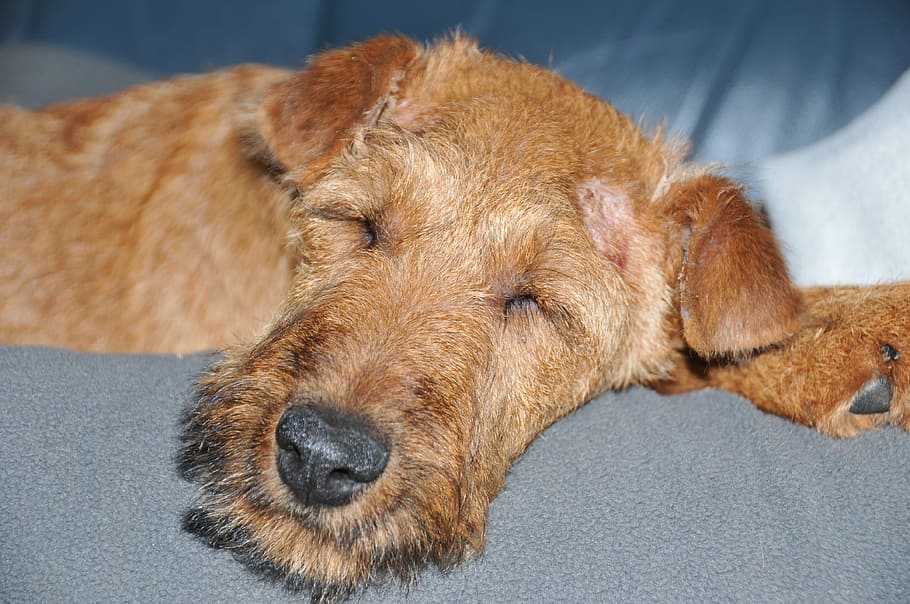 Irish Terrier, Dog, Sleeping, Pet, animal, portrait, one animal, HD wallpaper