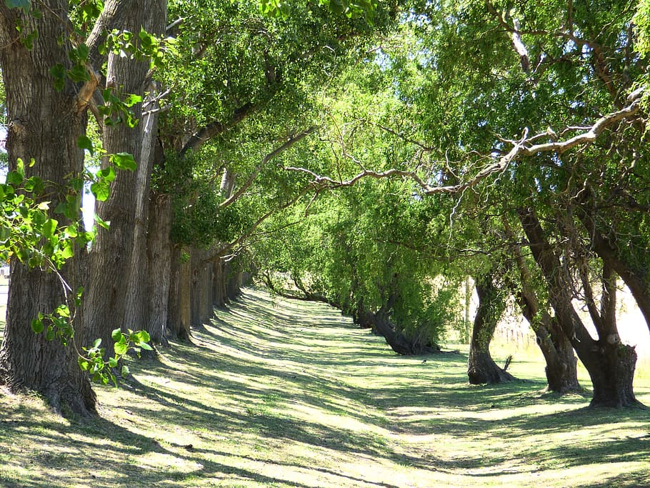 Vegetation, Plants, Nature, Trees, footpath, sunlight, no people HD wallpaper