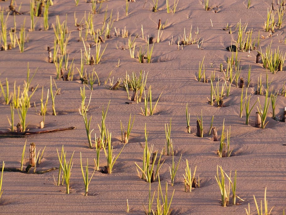 elbe beach, reed, spring, shoots, nature conservation, plant HD wallpaper