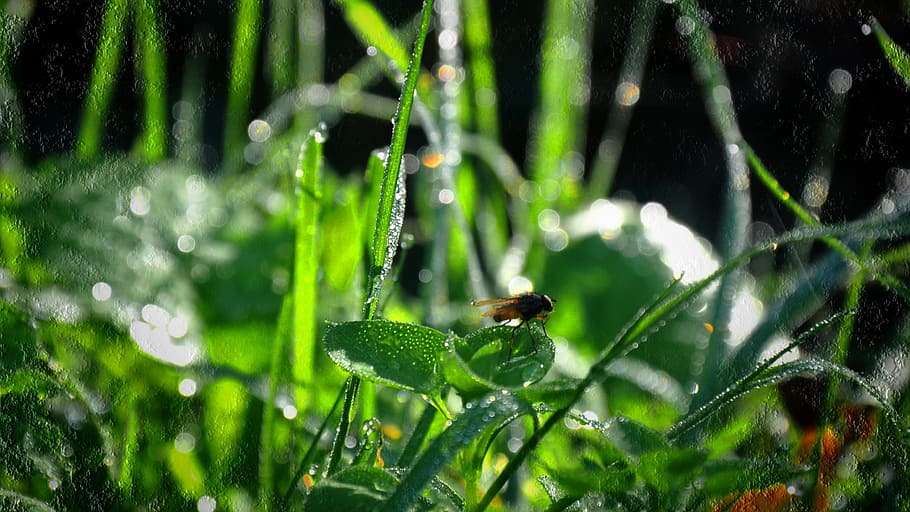 dew, green, insect, animal wildlife, animals in the wild, animal themes HD wallpaper