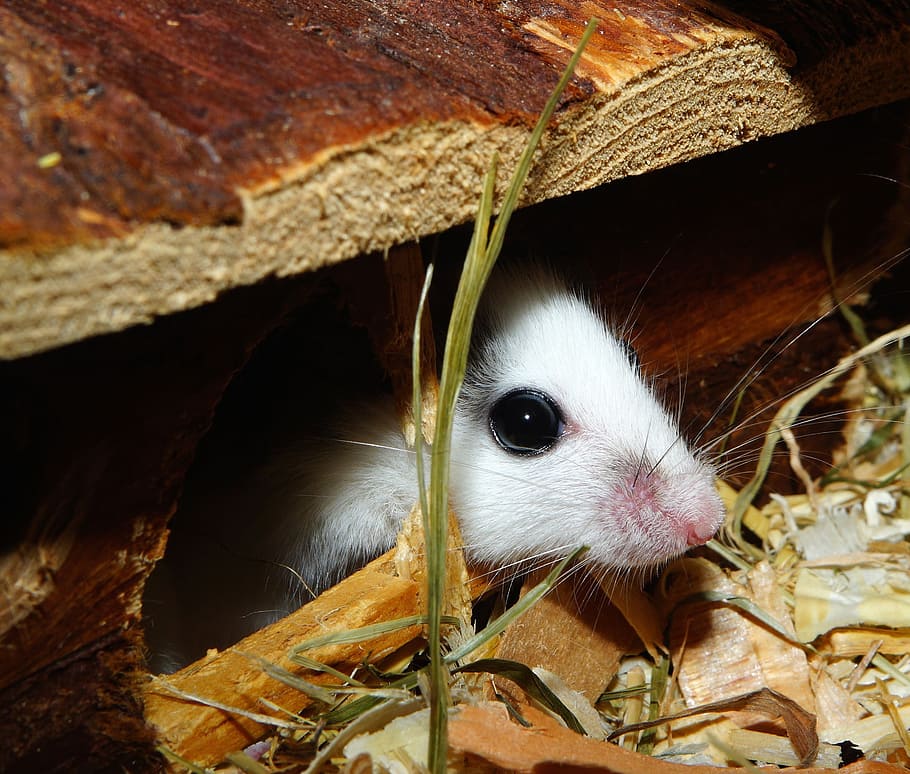 Mouse, Mastomys, Cute, Nager, pet, close, button eyes, sweet HD wallpaper