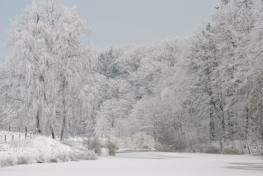 snow covered trees, winter, cold, romantic, mood, wintry, snowy HD wallpaper
