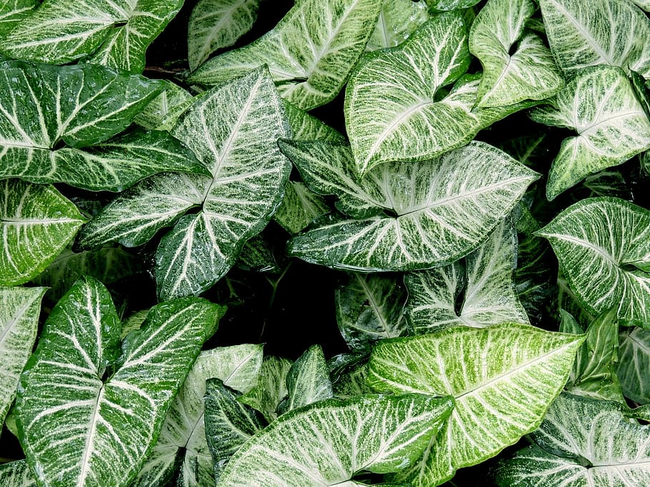 green leafed plant, leaves, nature, pattern, shapes, top view HD wallpaper