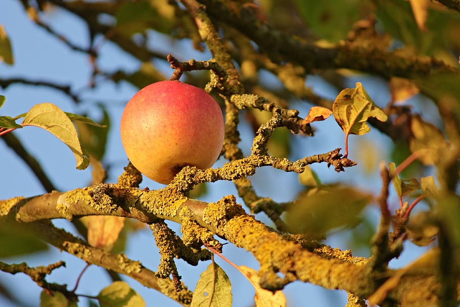 apple, apple tree, branches, weave, fruit, nature, autumn, harvest, HD wallpaper
