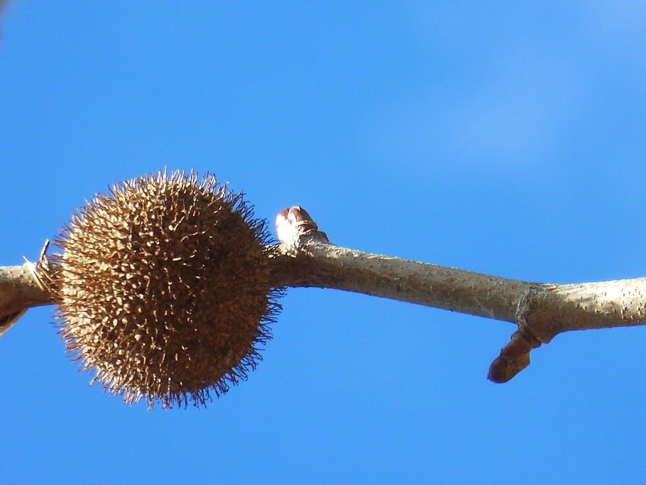sky, blue, blue sky, branch, bud, plant, nature, trees, spring HD wallpaper