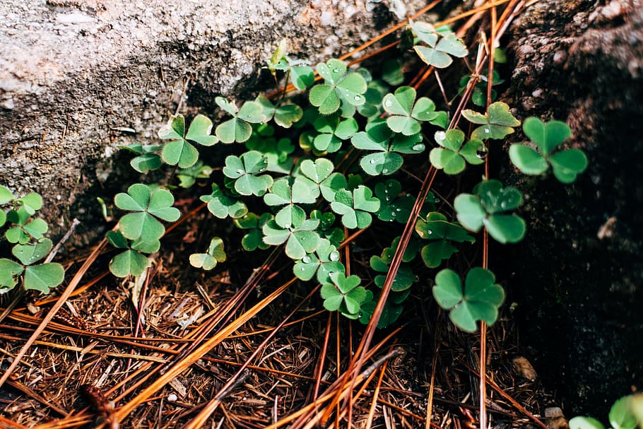 nature, leaves, plants, drops, close-up, clover, dewdrops, droplets HD wallpaper