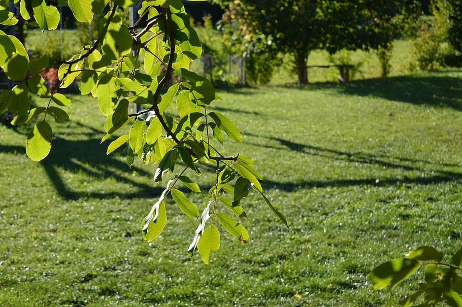 walnut, nature, leaf, leaves, summer, park, orchard, grass HD wallpaper