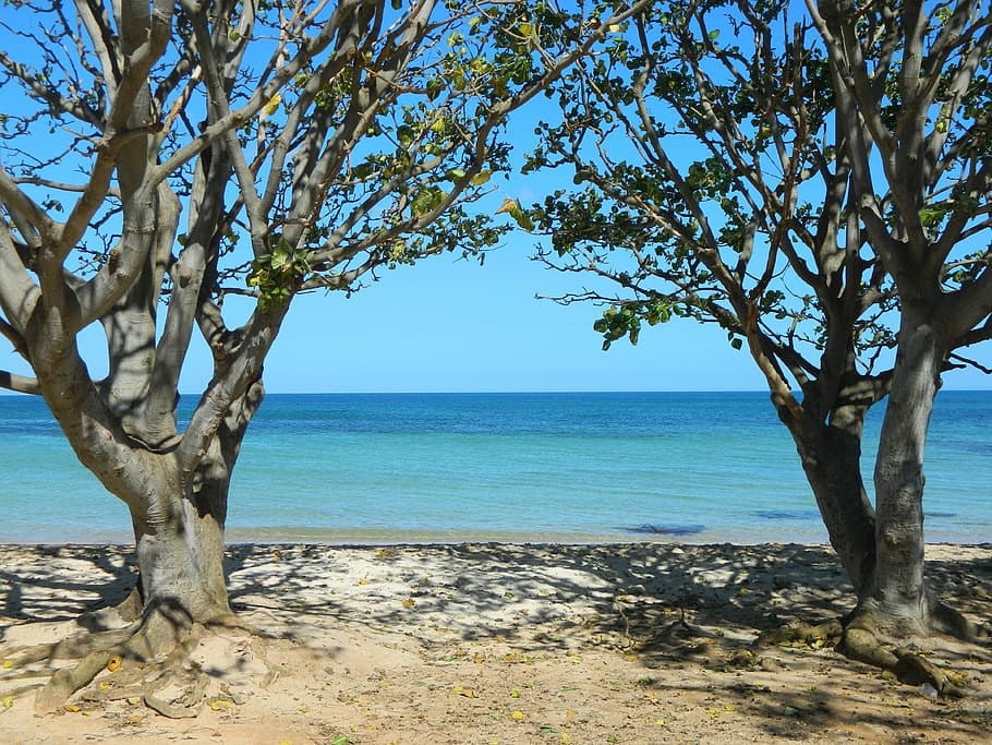Beach, Trees, Sea, nature, scenics, bare tree, tree trunk, water HD wallpaper