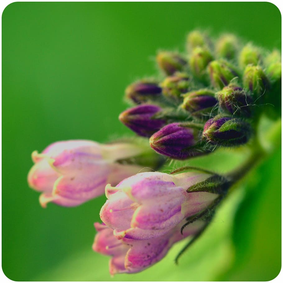 comfrey, flower buds, flowering plant, close-up, beauty in nature HD wallpaper