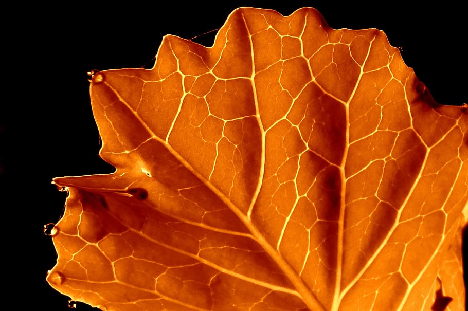 leaf, orange, autumn, black background, close-up, studio shot HD wallpaper