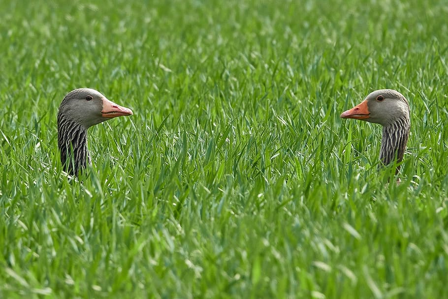 geese pair, grass, head, breed, field, nature, summer, meadow HD wallpaper