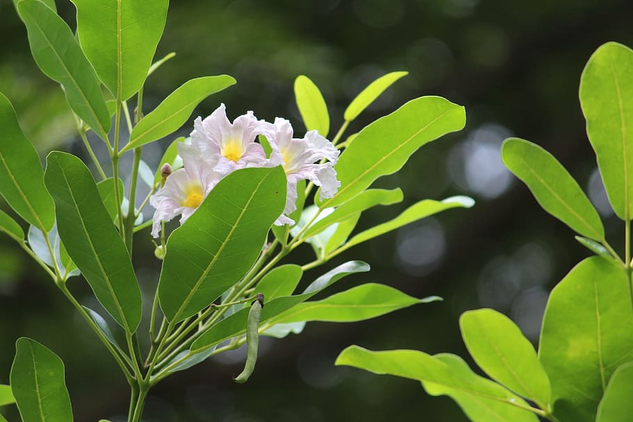 flower, white, leaf, leaves, nature, landscape, background HD wallpaper
