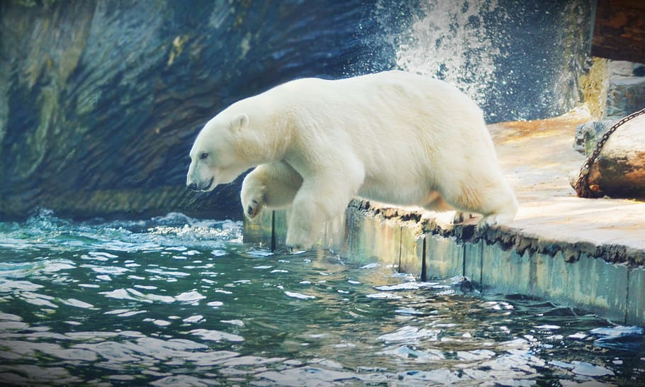 polar bear submerging to water, jump, animal, nature, animals, HD wallpaper