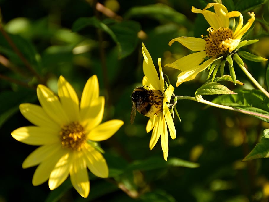 Bee, Blossom, Bloom, Close, Nature, yellow, yellow flower, insect HD wallpaper