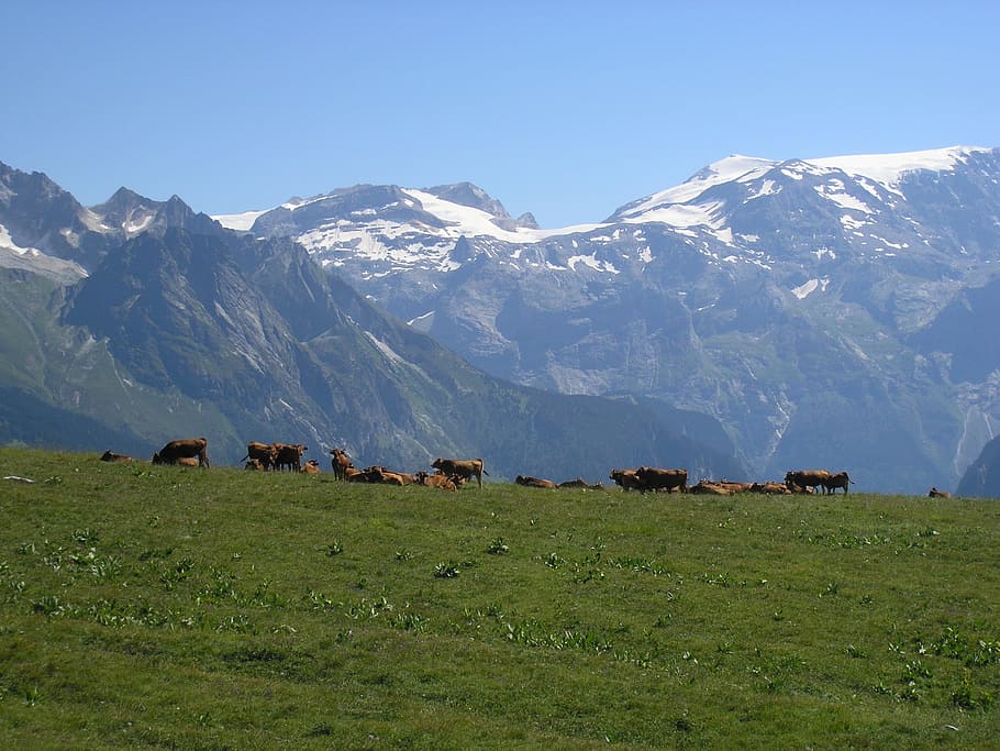 mountain, landscape, snow, pasture, mammal, group of animals HD wallpaper