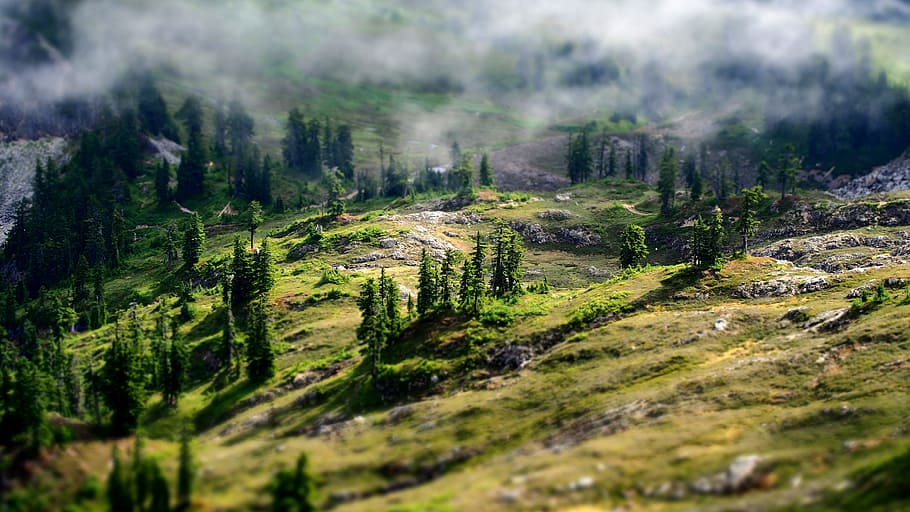 Aerial Photography of Green Forest, countryside, daylight, earth HD wallpaper