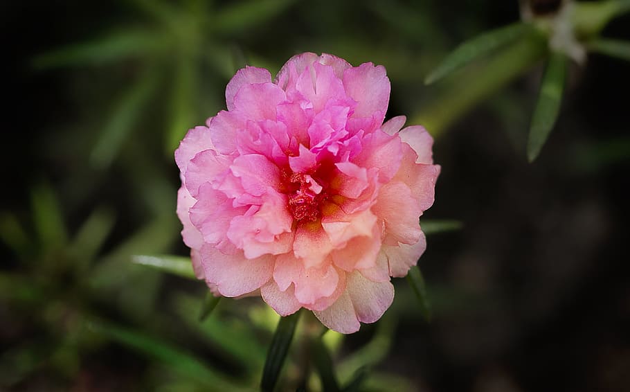 nature, flower, flora, leaf, summer, 9 o'clock, flowering plant HD wallpaper