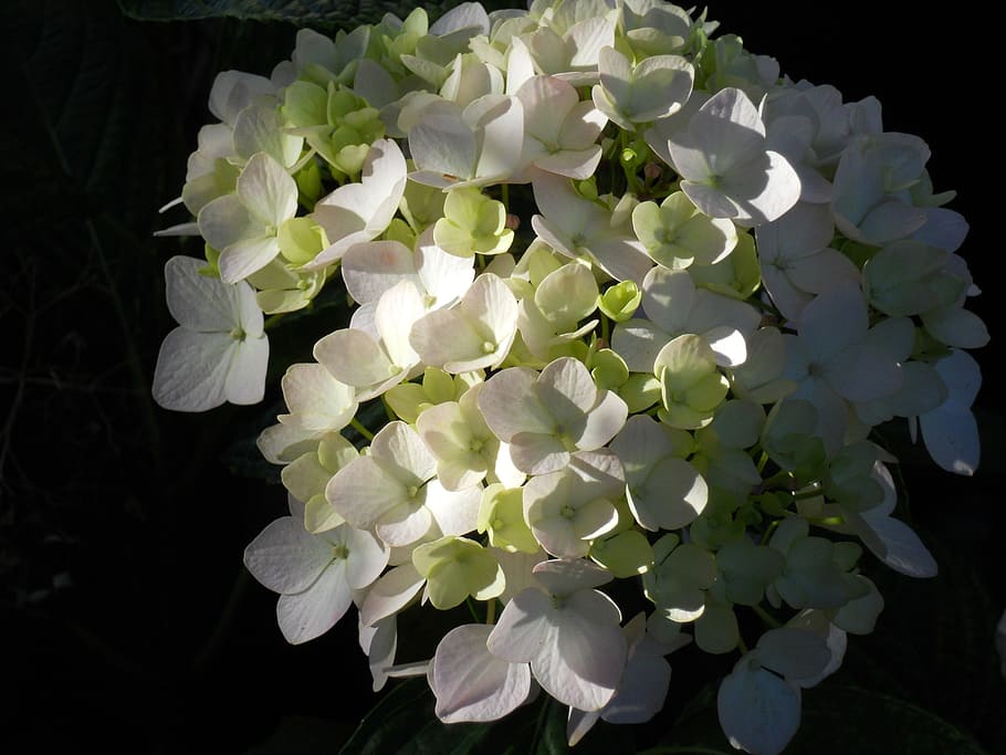 white hydrangea flowers on black background, blossoms, bouquet HD wallpaper
