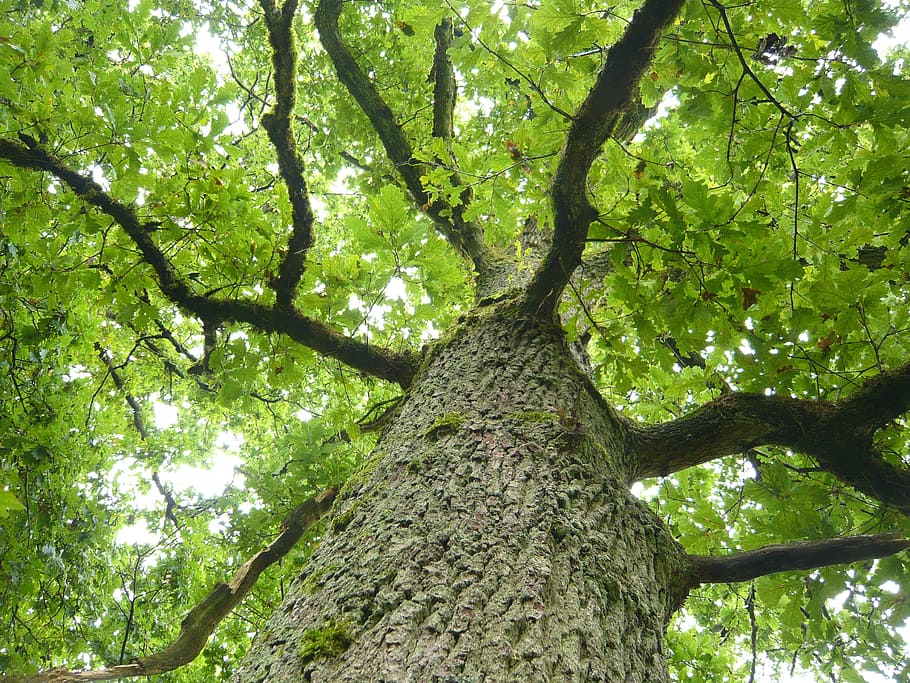 Tree, Log, Bark, Aesthetic, Leaves, Wood, upward, branch, branches, HD wallpaper