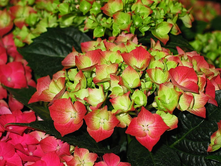 hydrangea, garden, blossom, bloom, flower, nature, plant, inflorescence HD wallpaper