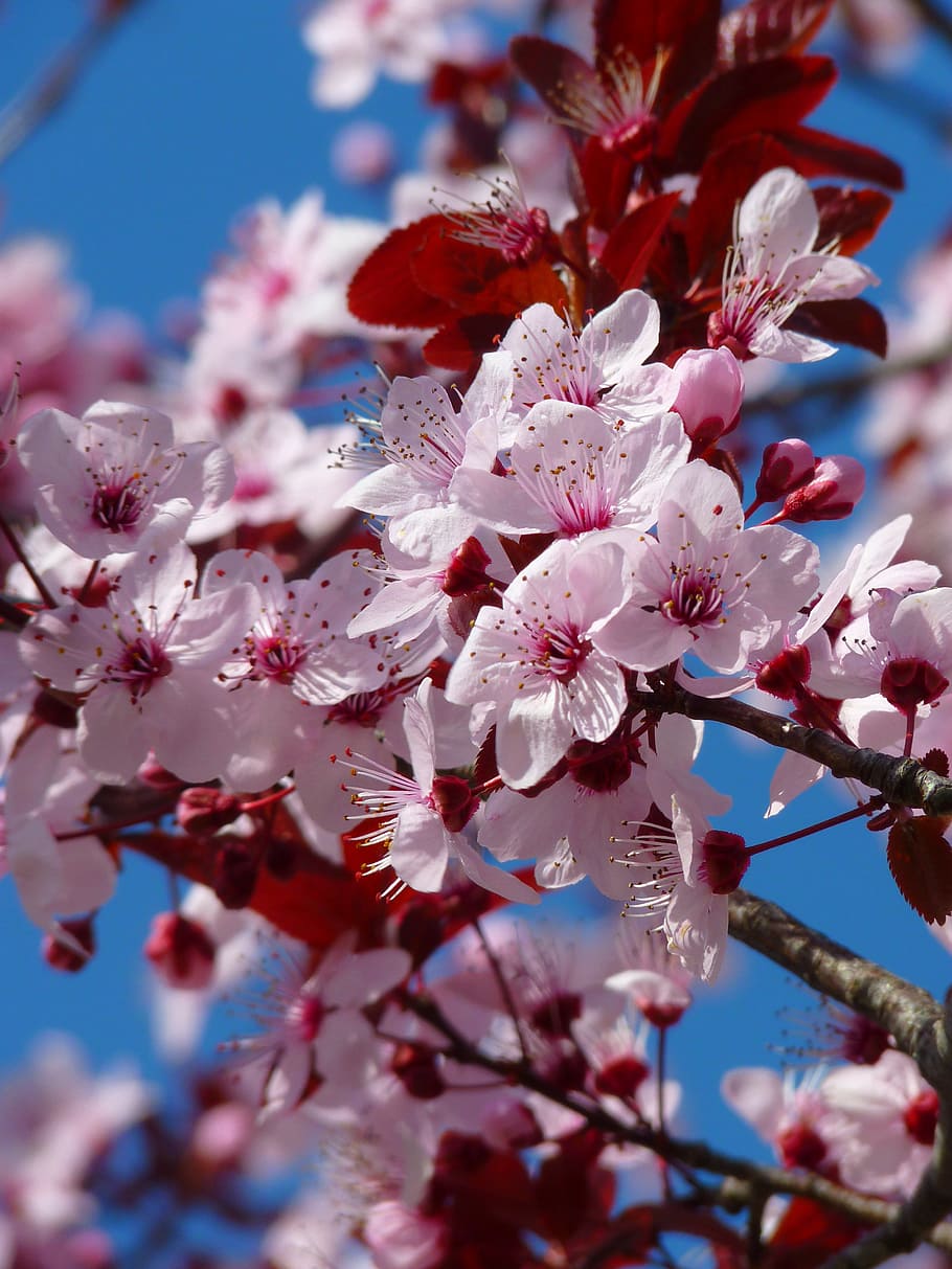 selective focus photography of pink cherryblossoms flowers, almond blossom, HD wallpaper