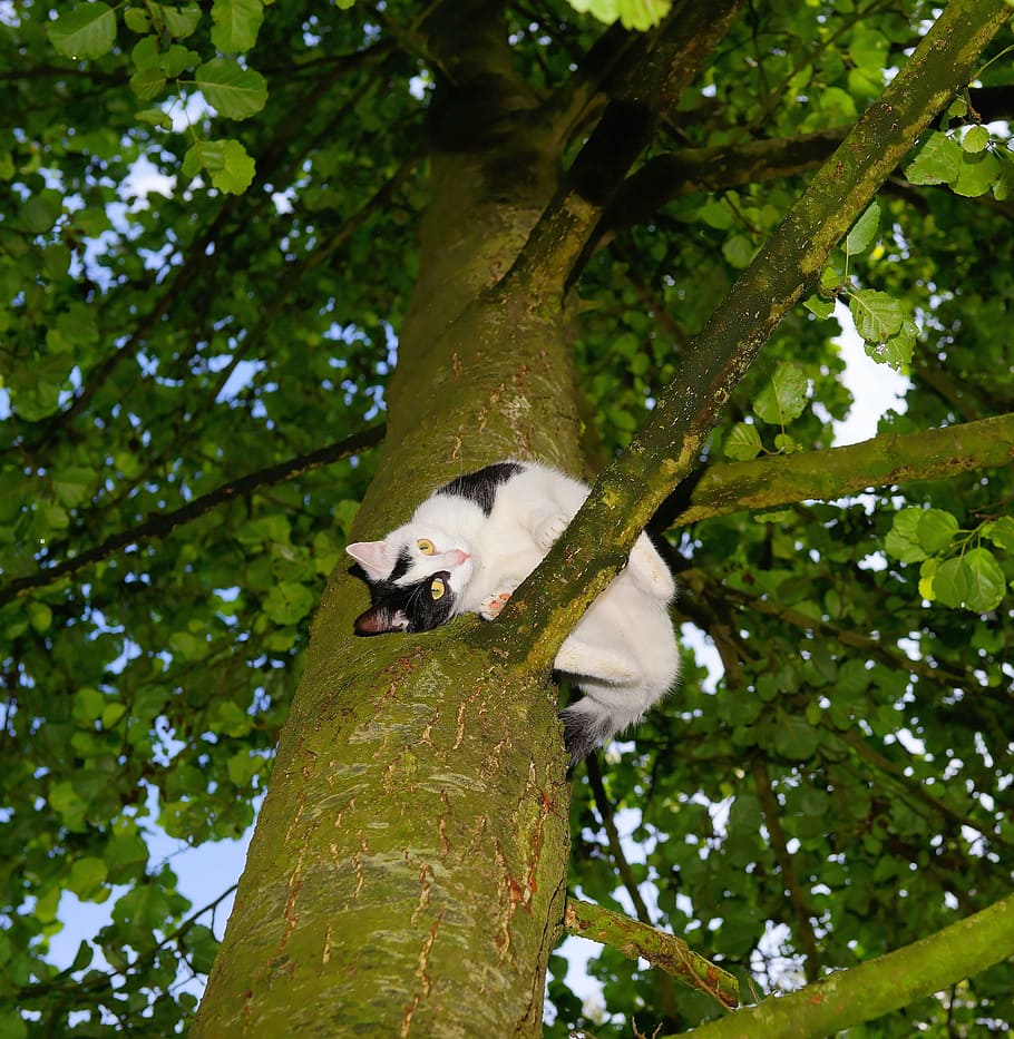 cat, tree, climb, young cat, pet, nature, cat in the tree, domestic cat HD wallpaper