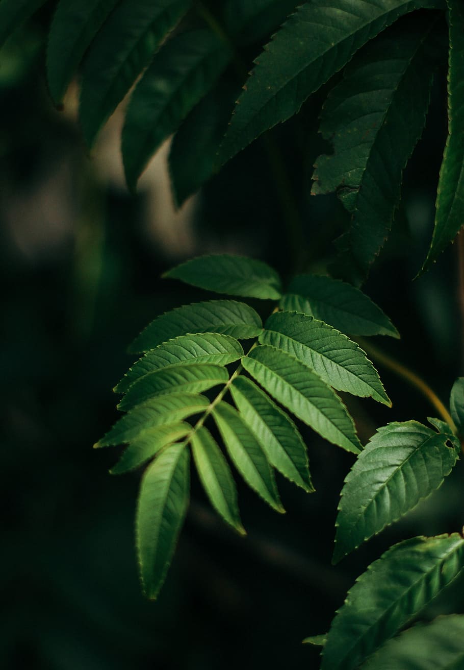green leafed tree, selective focus photography of green linear leafed plant HD wallpaper